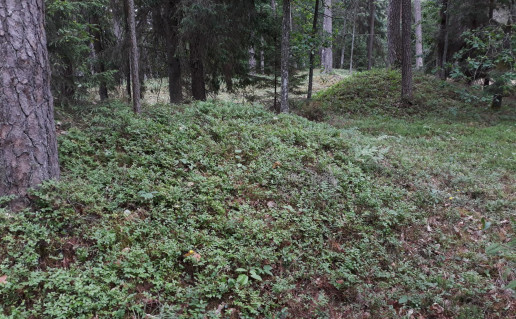 27. Lausgenių pilkapynas.jpg